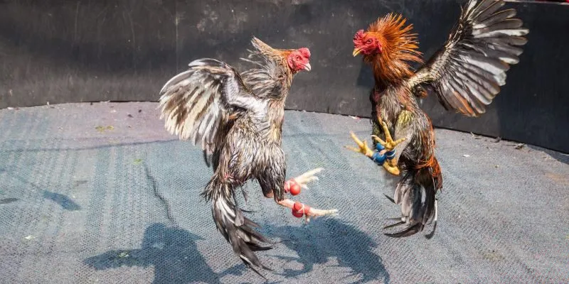 Luật chơi và quy định trong đá gà cựa sắt