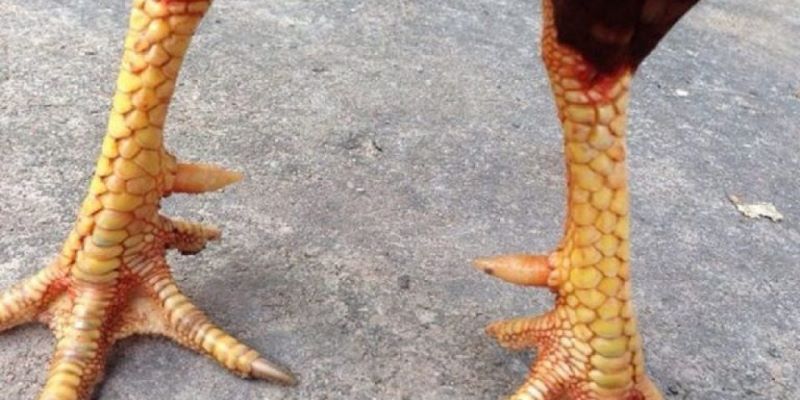 Những loại vảy gà chọi độc được sư kê đánh giá cao