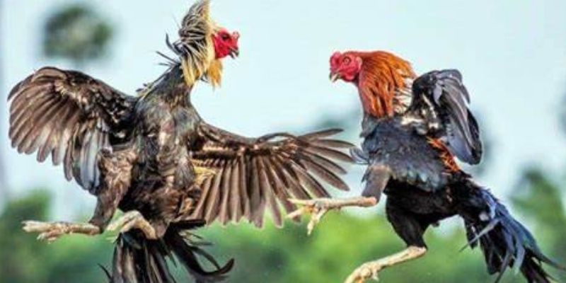 Thế đá gà xạ là gì?