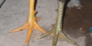 Vảy Gà Chọi Độc – Dấu Ấn Sức Mạnh Của Những Chiến Kê 